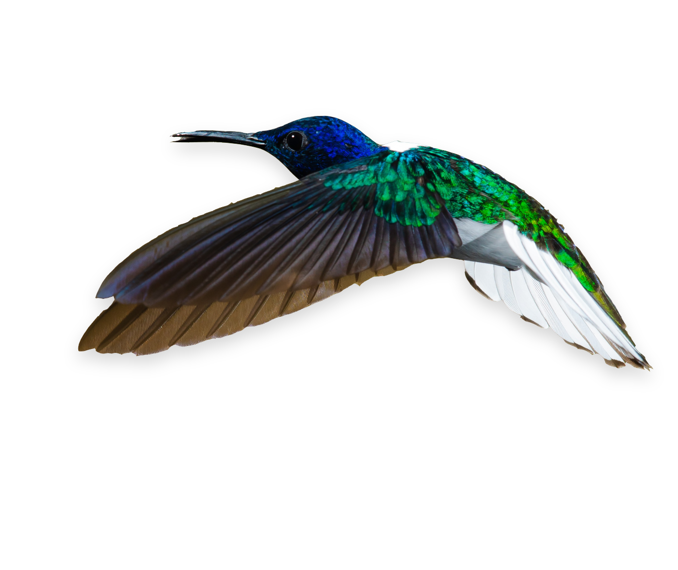 bird